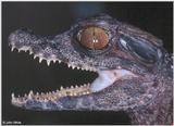 Schneider's Dwarf Caiman (Paleosuchus trigonatus) 5