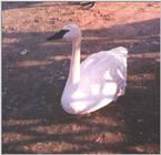 Waterfowl - Trumpeter Swan