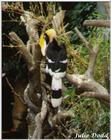 Great hornbill, Buceros bicornis