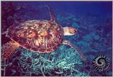 Underwater Photos - turtle.jpg - turtle.jpg [01/01]