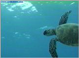 Few new ones. UW Turtle.jpg (36.8 KB)