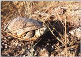 tortoise
