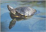 Yellowbelly Slider (Trachemys scripta scripta)