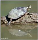 A turtle on a log