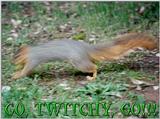 Go, Twitchy, Go!!!