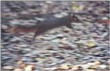 Twitchy's Big Leap 74kb jpg