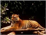 white tigers