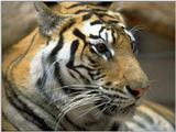 white tigers