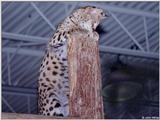 Serval