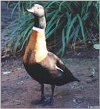 Duck (species not noted) --> Australian Shelduck (Tadorna tadornoides)