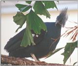 Bird (species not noted) #1