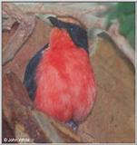 Bird (species not noted) #2 - What is this?