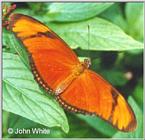 Butterfly #7
