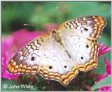 Butterfly #8