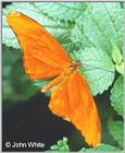 Butterfly #9