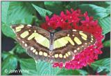 Butterfly #10