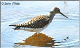 Unknown (to me) bird Species --> Lesser Yellowlegs