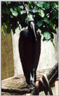unknown but interesting bird -- African Openbill Stork???