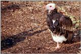 White-headed Vulture (Trigonoceps occipitalis)