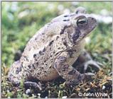 American Toad (Bufo americanus)