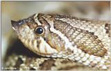 Re: Western Hognose