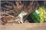 Calif. ground squirrel 105kb
