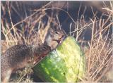 Calif ground squirrel 127kb