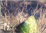 Calif ground squirrel 122k