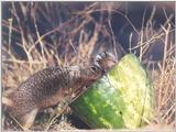 Calif ground squirrel 91k