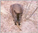 Wallaby