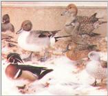 Waterfowl: Mixed Collection