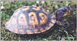 Eastern Box Turtle (Terrapene carolina carolina)