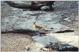 Re: has anyone a picture of a weasel for me? -- Long-tailed Weasel