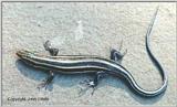 Five-lined Skink