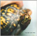 Box turtle