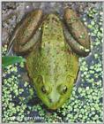 Bullfrog