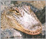 Gator