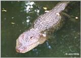 Re: REQ: Images of Crocodiles/Alligators