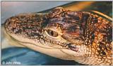 Re: REQ: Images of Crocodiles/Alligators