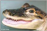 Re: REQ: Images of Crocodiles/Alligators