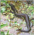 Northern Water Snake