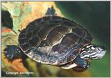 Painted Turtle