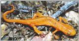Red-spotted Newt