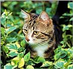 Cats - Webshots05.jpg
