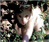Cats - Webshots06.jpg