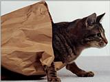 Cats - Webshots07.jpg