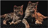 Cats - webshots08
