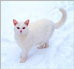 Cats - webshots09