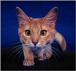Cats - webshots10