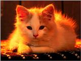 Cats - webshots11